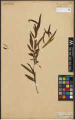 Foto von Salix nigra Marshall
